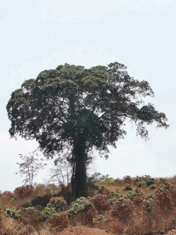 ����կһ��ƽ��